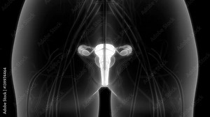 Female Reproductive System with nervous system and urinary bladder Anatomy in x-ray scan