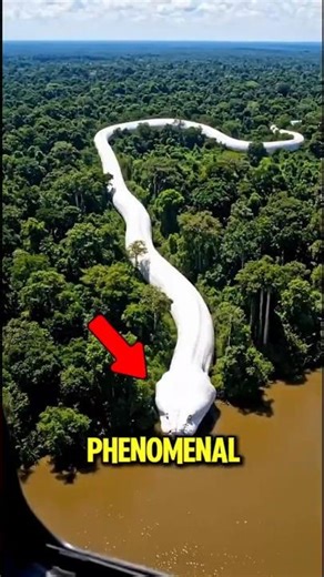 TOP 5 RAREST WHITE ANIMALS CAUGHT ON CAMERA 🤯 You Won’t Believe #1!