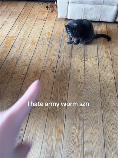 #fyp #armyworms