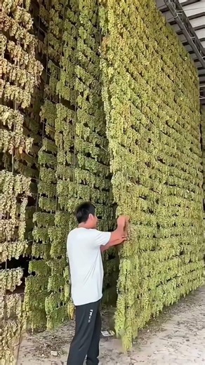 🍇 How Grapes Become Raisins in Just a Few Weeks!#trending #shorts #viral