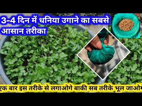 Exclusive method to grow coriander in 3 days, germination in 3-4 days, harvesting in 15 days, so ...