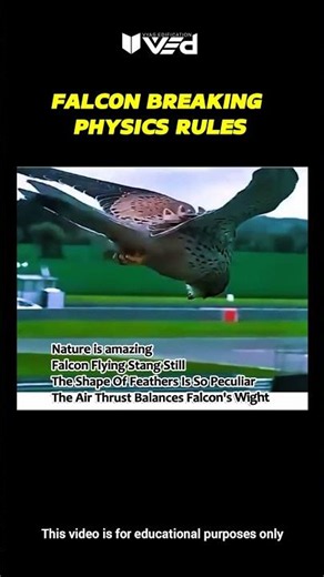Falcon Breaking Physics Rules?! Nature Is Amazing 😳🦅 #shorts