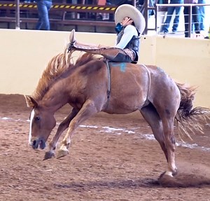 7.7M views · 38K reactions | La Pitayas de reparo andan rebasando los 780 kg  No te puedes perder el domingo de finales del 6º Campeonato Nacional Centenario... los mejores equipos enfrentan al mejor ganado, en el mejor lienzo charro de México. ¡Si Señor!  Contrata por $1500 la final y todas las Charreadas das del campeonato en pp #campeonatocentenario #MasNacionalImposible #JineteadaDeYegua #Charreada #queretaro | Rancho El Pitayo | Facebook