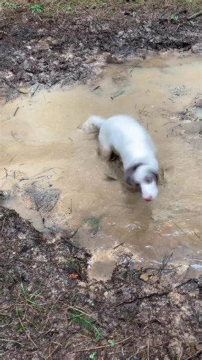 Why does my dog.......... like wallowing in muddy puddles?! It’s thought this comes from predatory behaviours. Rolling around in mud or other substances 💩 can mask their scent, allowing them to sneak up on prey. Rolling around in mud could be a good stress buster or, like Pearl, they could be embracing their inner instincts and doing what they enjoy! Rolling around in muddy puddles is about as natural as it gets for some breeds. Have you got a ‘mucky mucker’ or a ‘puddle dodger’ ?! We always wa