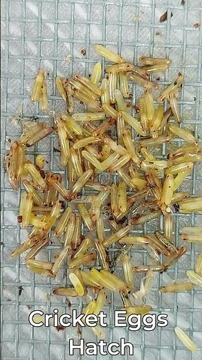 Close-Up Of Cricket Eggs - How Do Cricket Eggs Hatch Time Lapses #cricketshorts #insectshorts
