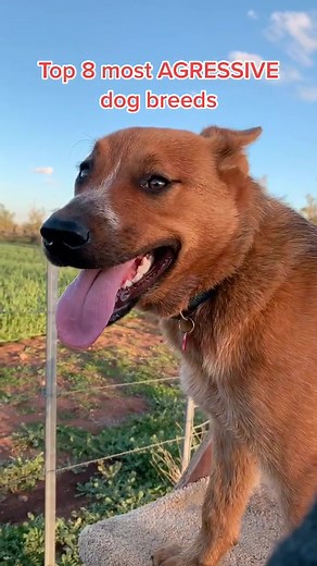 Rating Aggressive Dogs: Top 8 Most Aggressive Dog Breeds