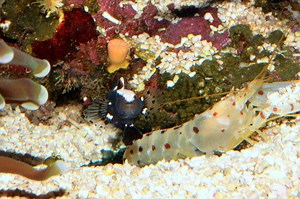 Whitecap goby & Red Spotted pistol shrimp