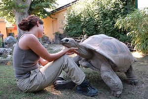 Tortoises Have Amazing Long-Term Memory and Greatly Underestimated Intelligence