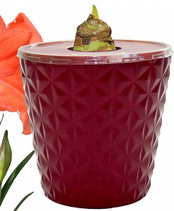 EuroBlooms Amaryllis Bellini Orange Flowers in 6-Inch Red Decorative Pot