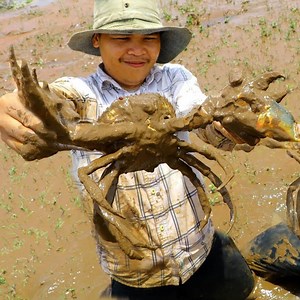25K views · 198 reactions | How To Catch Giant Crabs | Wild Animal World | Facebook