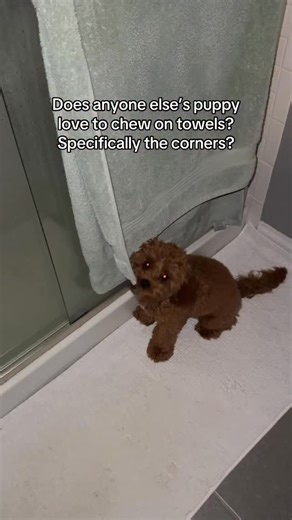 Leo the Cavapoo Puppy on Instagram: "Just destroying household items one by one 🫠 #cavapoo #cavapoopuppy #cavapoopuppies #cavapoosofinstagram #puppiesoﬁnstagram"