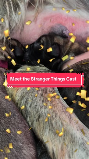 Meet the Cast of Stranger Things with Adorable Puppies