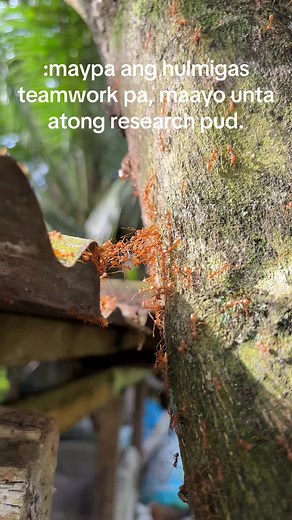 #fyppppppppppppppppppppppp #trendingvideo #ants #teamworkmakesthedreamwork