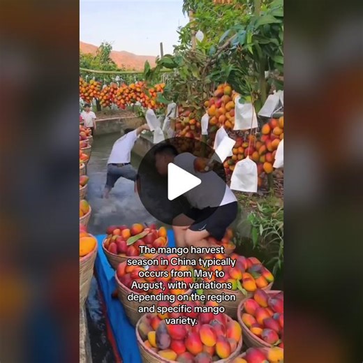 Mango harvest in China 🥭😍 Share this with a mango lover! ❤️ 🎥: @chinainsider 📍China #chinatravel #chinatrip #visitchina #instachina #discoverchina #mangoharvest #mangolover #mangoseason