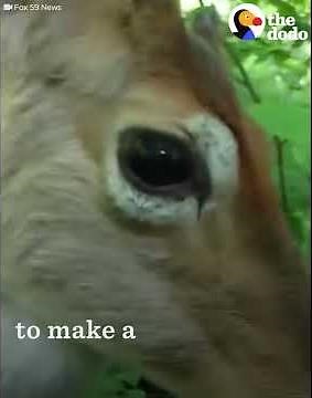 Deer Befriends Hunter: Friendly Deer Shows Hunter Love | The Dodo