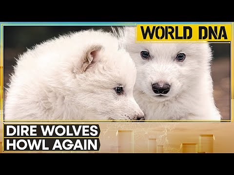 No Longer Extinct: Dire Wolves Howl Again After 12,000 Years | World DNA | WION