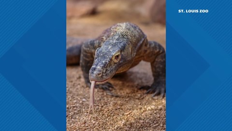 Saint Louis Zoo welcomes Komodo dragon