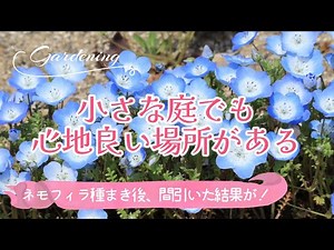[How to grow Nemophila ♪ From sowing seeds to thinning] The difference between transplanted and u...