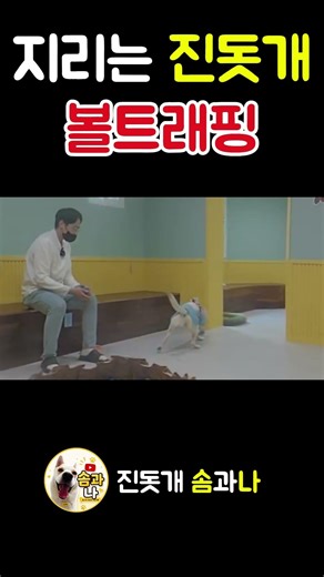 진돗개의 지리는 볼트래핑 #jindodog #강아지 #dogtravel #유머 #볼트래핑