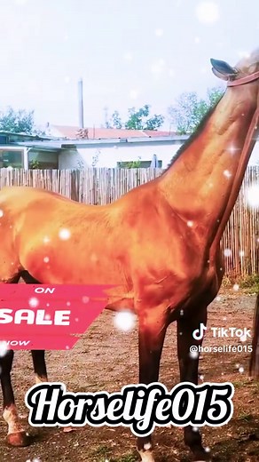 Mastering Beautiful Horse Breeding Techniques