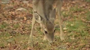 Texas Parks and Wildlife may allow 4-day doe hunts
