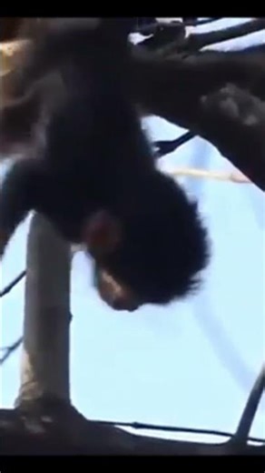 Life of Baboons: Is Mother Monkey Training Her Baby Monkey To Be Endurant?