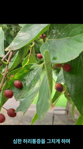 팽나무(박수피)[Celtis sinensis Pers.]