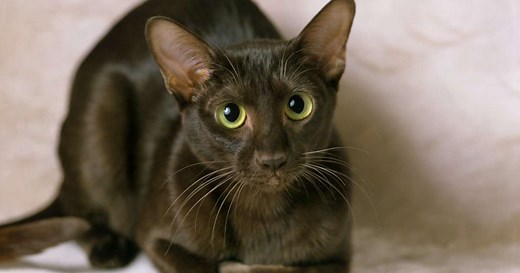 6 raças de gato marrom que impressionam com sua pelagem única
