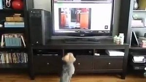 3.8K views · 188 reactions | Dog jumping | Funny Videos and Pics | Facebook