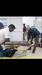 Woman Flying With 22 Snakes And 1 Chameleon Arrested At Chennai Airport | Indiatimes
