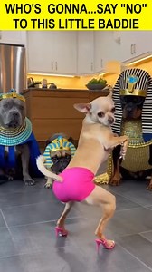 21M views · 177K reactions | Who's Going to Say No to This Dancing Chihuahua?藍 #viral #fyp #relatable #trending #DogReels #FunnyPets #PetComedy | Cutest Chaos | Facebook