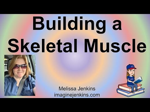 Building a Skeletal Muscle: Using Spaghetti, Straws and More (great visual!)