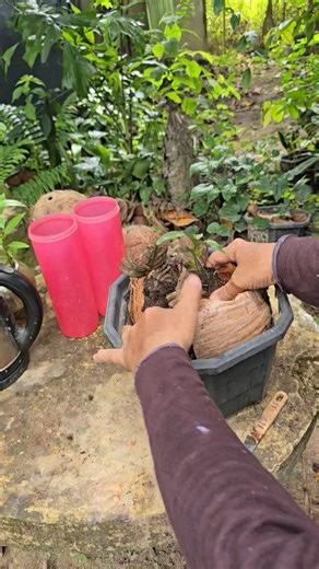 Cara tanam pokok kratae taimai dengan mudah danapa khasiat dia ##malaysia #carahidup #traditional #brunei | Supee Diy