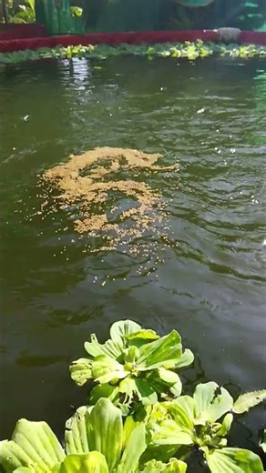 kerkeraa heba|fish farming in bioflock |fish farming