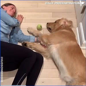 240K views · 4.4K reactions | Me and my dog on day 56 of isolation: | The Tab | Facebook