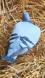 11K views · 21 reactions | Message in: Hi , can you post about a racing pigeon that's been going about farm (Rattray) for a couple weeks now . Yellow ring in right leg green ring on left | ℙ핖핥핖핣학핖핒핕 핃핚핧핖 | Facebook
