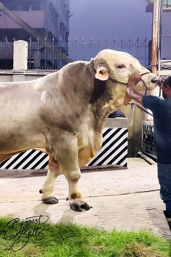 171K views · 2.1K reactions | Two enormous bulls from Brownie's Ranch #bull #cow #bulls #cattle #livestock #sapi #giant #ranch #farm #charolais #holstein #chianina #brahman #touro #toro #biggestbull #pecuaria #gado | Biggest Bulls Photography | Facebook