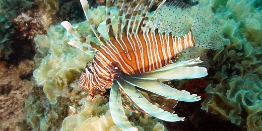 Florida's annual Lionfish Challenge offers rewards for removal of invasive species