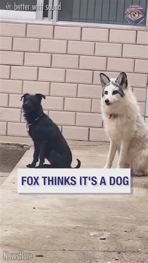 162K views · 1.9K reactions | Me pretending to fit in | Bright Side | Facebook