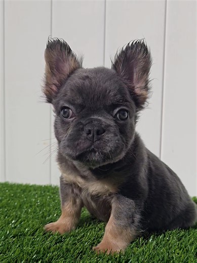 I wanted a puppy… not a tiny, furry menace 😭🐶 stealing socks, biting toes, ignoring commands, and running the house like he pays rent.