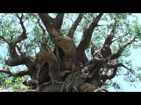 Tree of Life (Walk-Through) Disney's Animal Kingdom - Walt Disney World Orlando