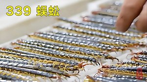 339 蜈蚣——别名百足虫、天龙