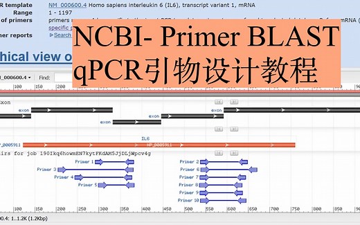 使用NCBI Primer BLAST设计qPCR引物教程