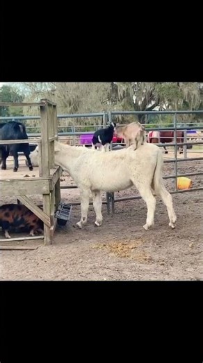 🐐 Goat Parkour: Epic Jumps & Hilarious Stunts! 😲