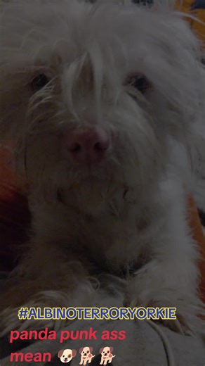 misunderstoodbiSHH🍀G7 (@lauracatherinestephenson)’s videos with original sound - 🦊 Nikki Foxx