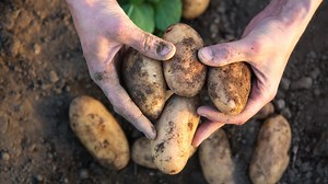 A 'game changing' way for Irish farmers to test for potato blight