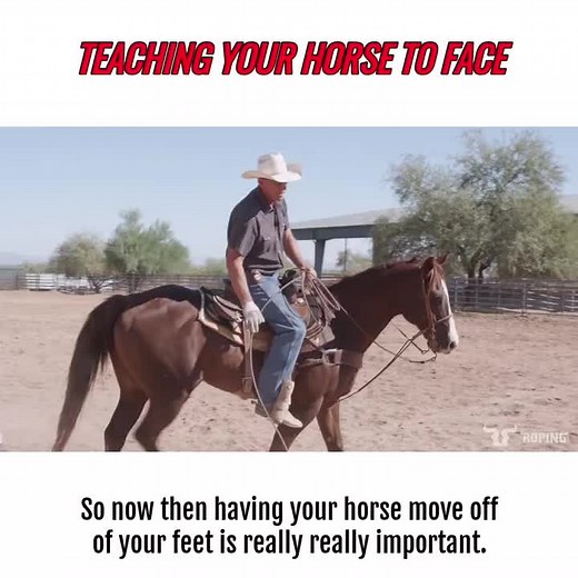 #roping #ropingcattle #ropingdummy #ropingpractice #ropinghorse #ropingsteer #teamroping #jakebarnes