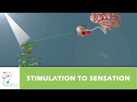 STIMULATION TO SENSATION
