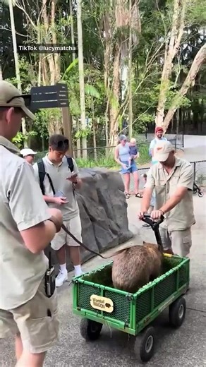 Walking a wombat at Australia Zoo — the best part of the job, hands down