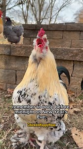 NEW Year, NEW 💩! #psa #newyear #happynewyear #newyearseve #chicken #rooster #chickensofinstagram #funnyanimals #poop #chickenhappyhour | Chicken Happy Hour